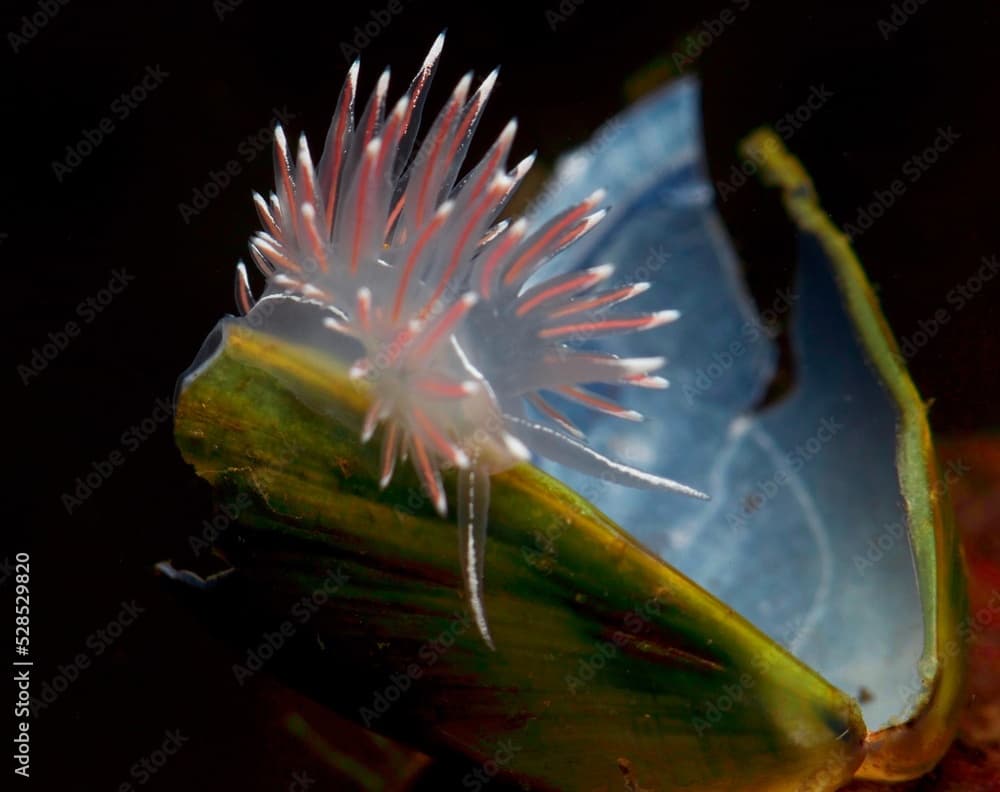 Nudibranch Fjordia lineata from Oslo fjord, Norway 