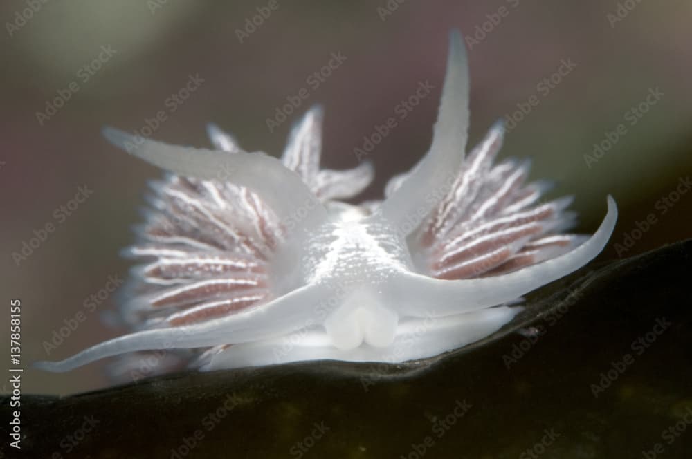 Nudibranch (Flabellina lineata) close-up of head, Saltstraumen, Bodö, Norway, October 2008