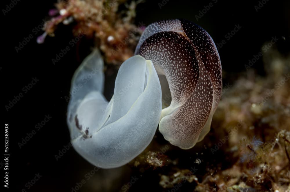 A pair of headshield slugs mating or Chelidonura amoena