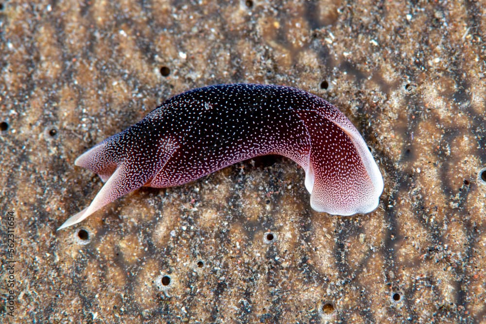 Sea slug - Headshield Slug Chelidonura amoena. Underwater macro world of Tulamben, Bali, Indonesia. 