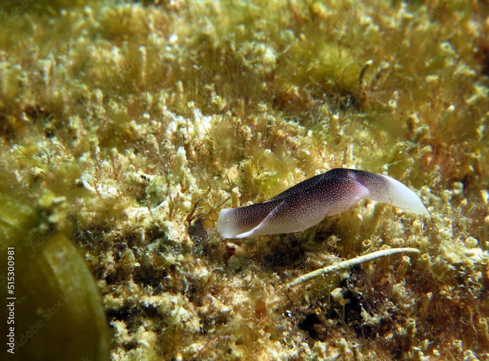 A Chelidonura Amoena nudibranch Boracay Island Philippines