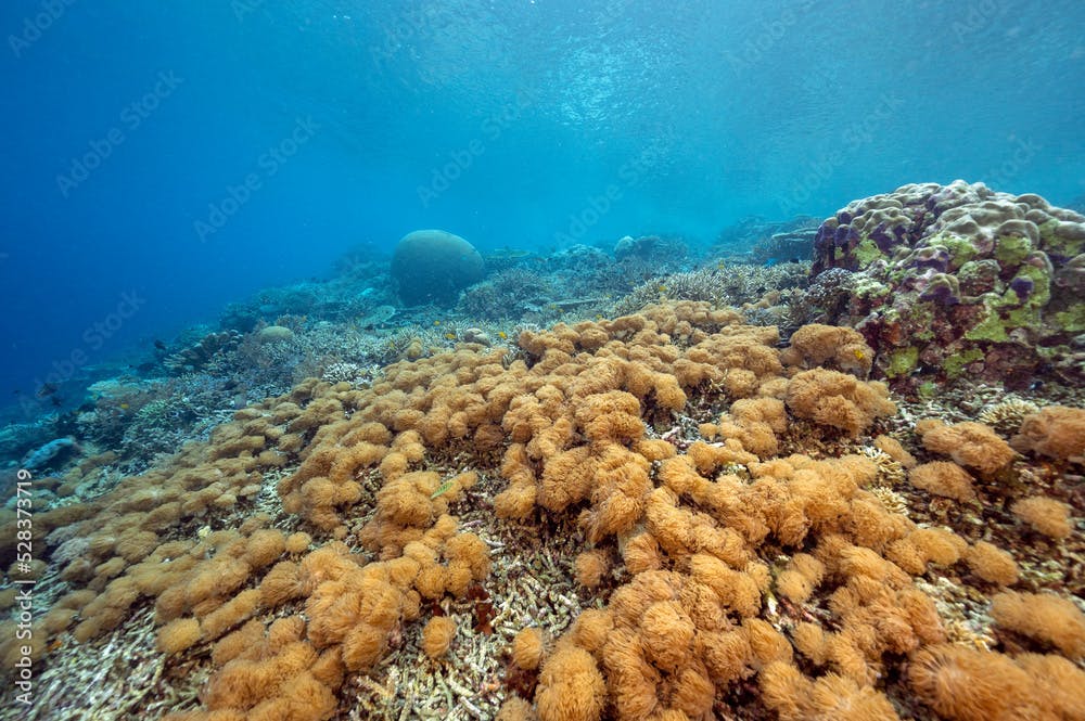 Reef scenic with goniopora corals, Raja Ampat Indonesia.