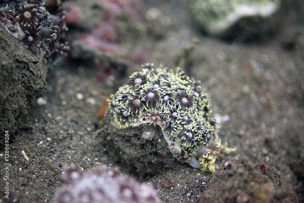 underwater world - goniopora coral