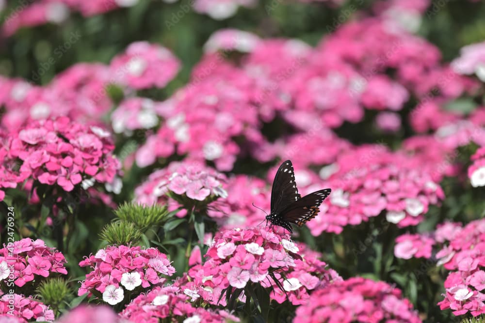 the pink Dianthus deltoides flowers in summer garden.