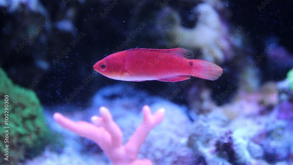 Adornatus Fairy Wrasse - Female (Cirrhilabrus adornatus)