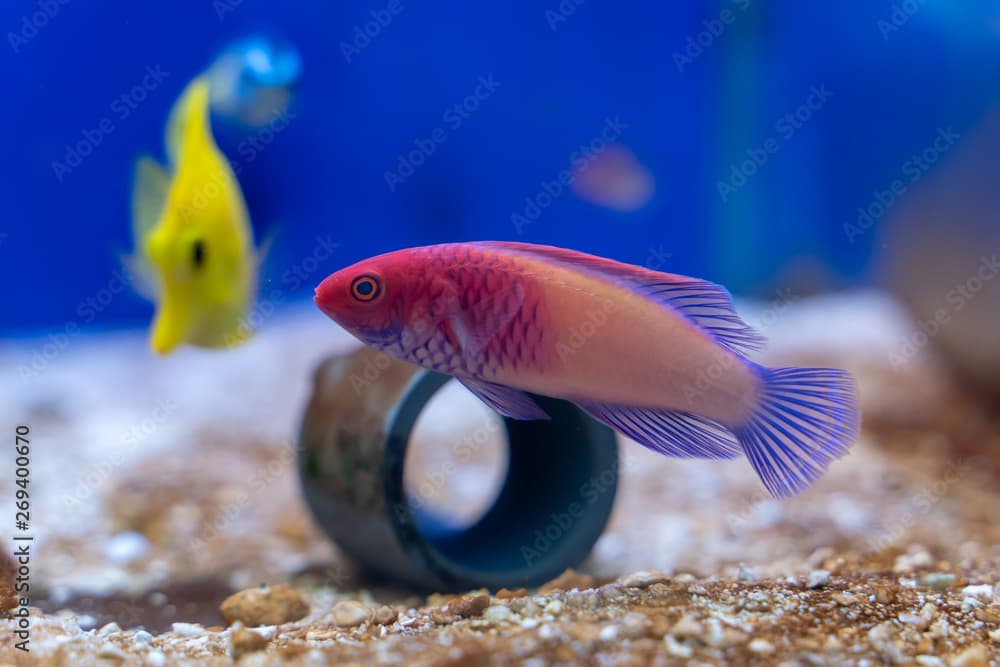 Red Velvet Fairy Wrasse (Cirrhilabrus rubrisquamis) origin from Maldives