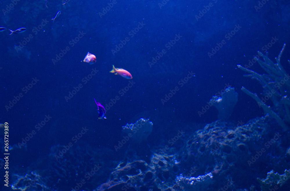 Vibrant pink flasher wasse fish