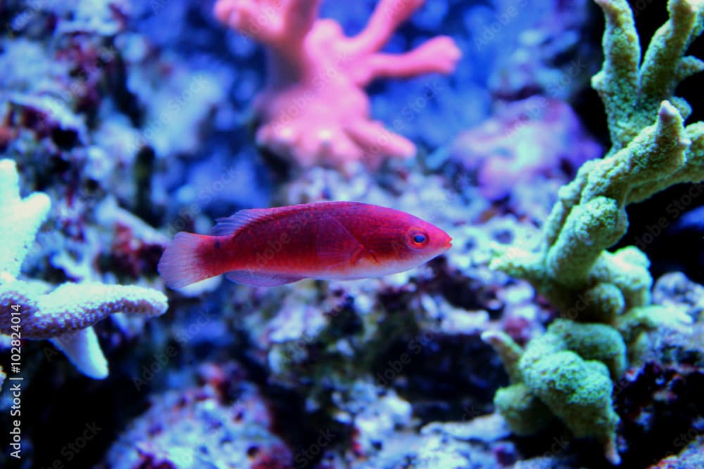 Adornatus Fairy Wrasse - Female (Cirrhilabrus adornatus) 