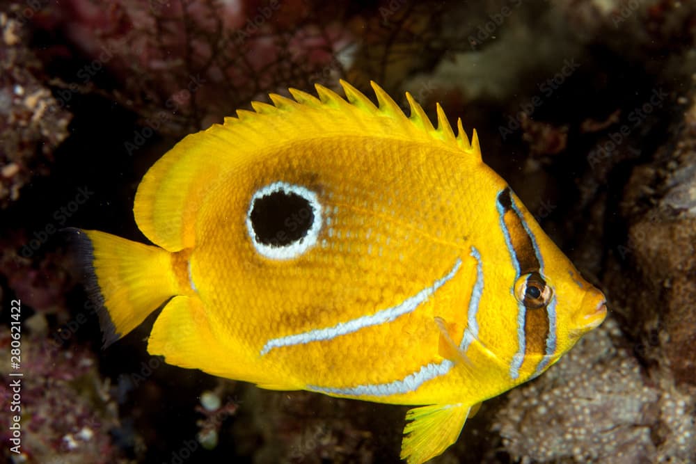 The bluelashed butterflyfish, Chaetodon bennetti