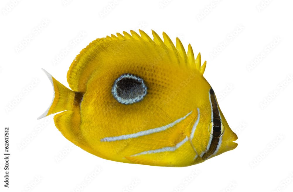 Side view of a Bluelashed butterflyfish, Chaetodon bennetti