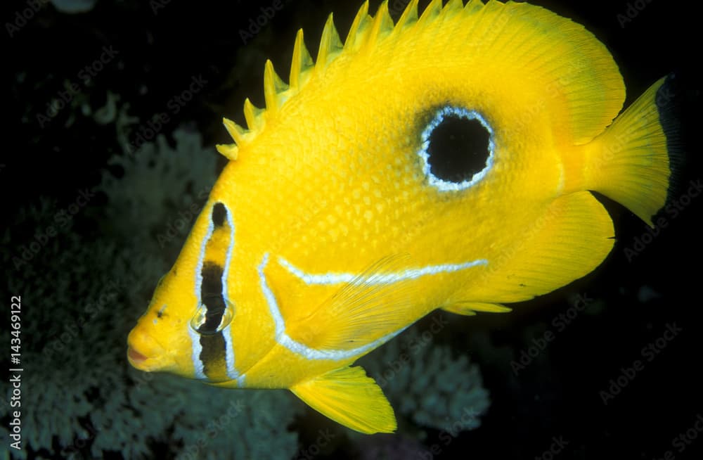 Bennet butterflyfish, Chaetodon bennetti, Sulawesi Indonesia.