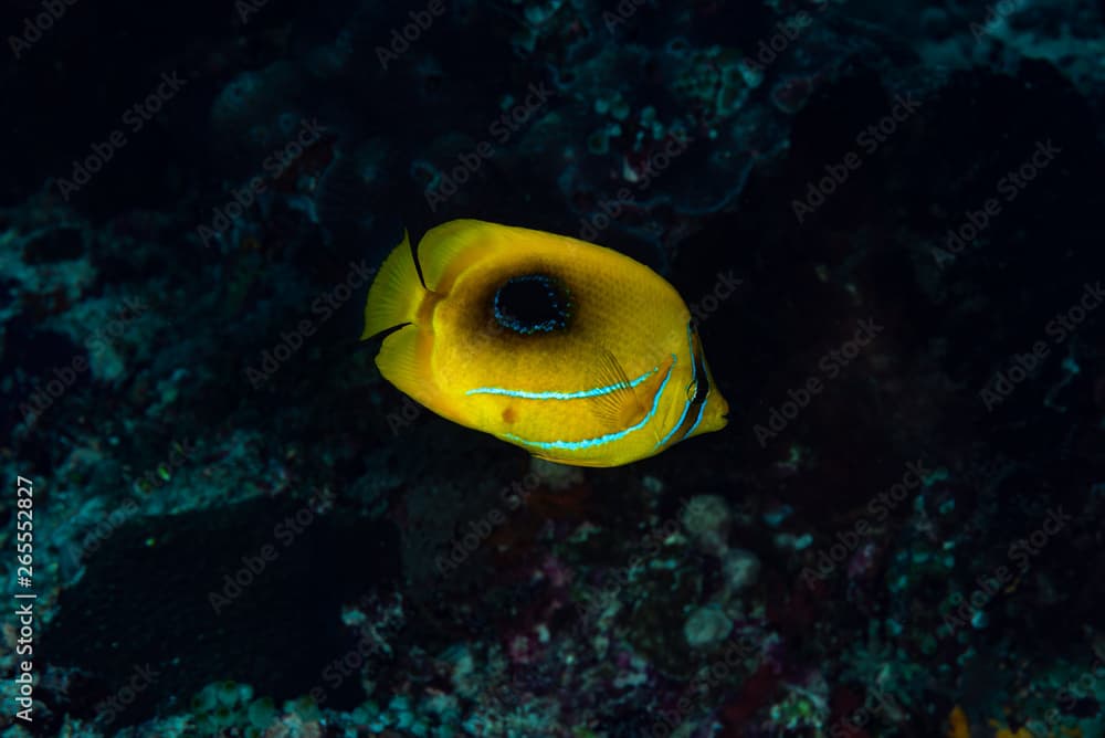 Eclipse Butterflyfish (Chaetodon bennetti)