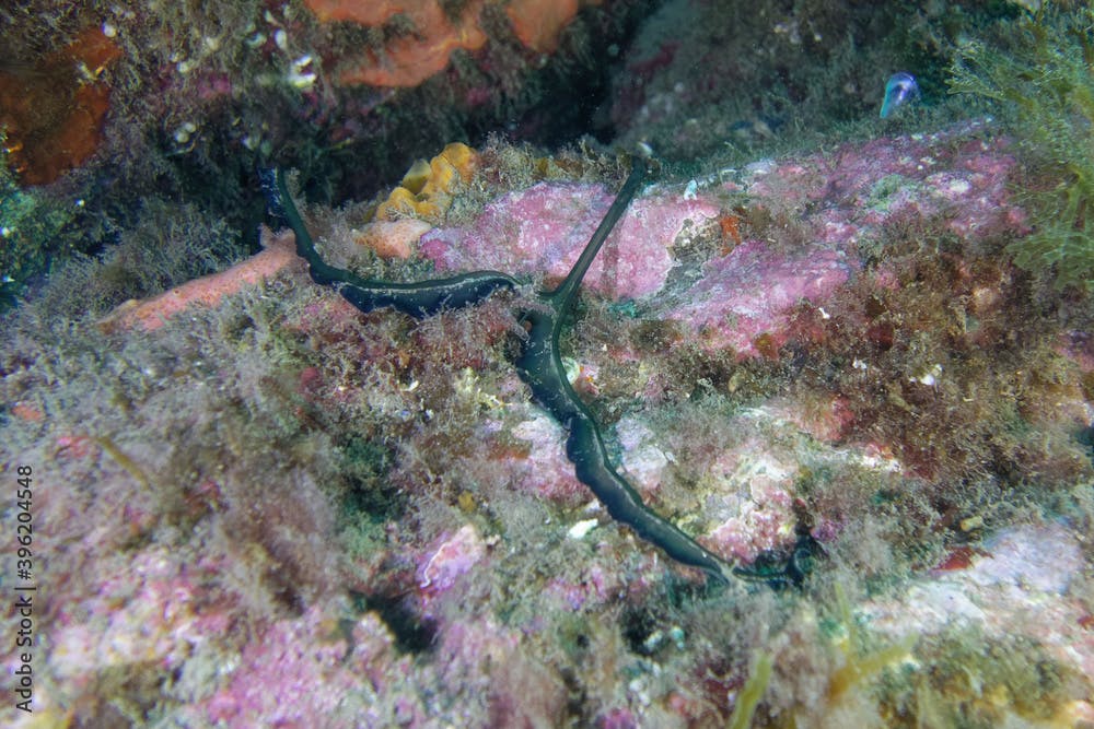 Green spoon worm (Bonellia viridis) in Mediterranean Sea