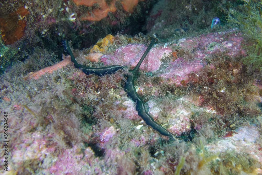 Green spoon worm (Bonellia viridis) in Mediterranean Sea