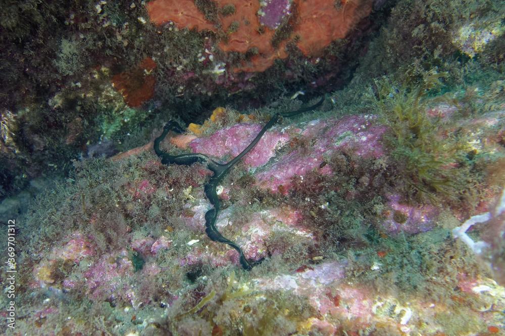 Green spoon worm (Bonellia viridis) in Mediterranean Sea