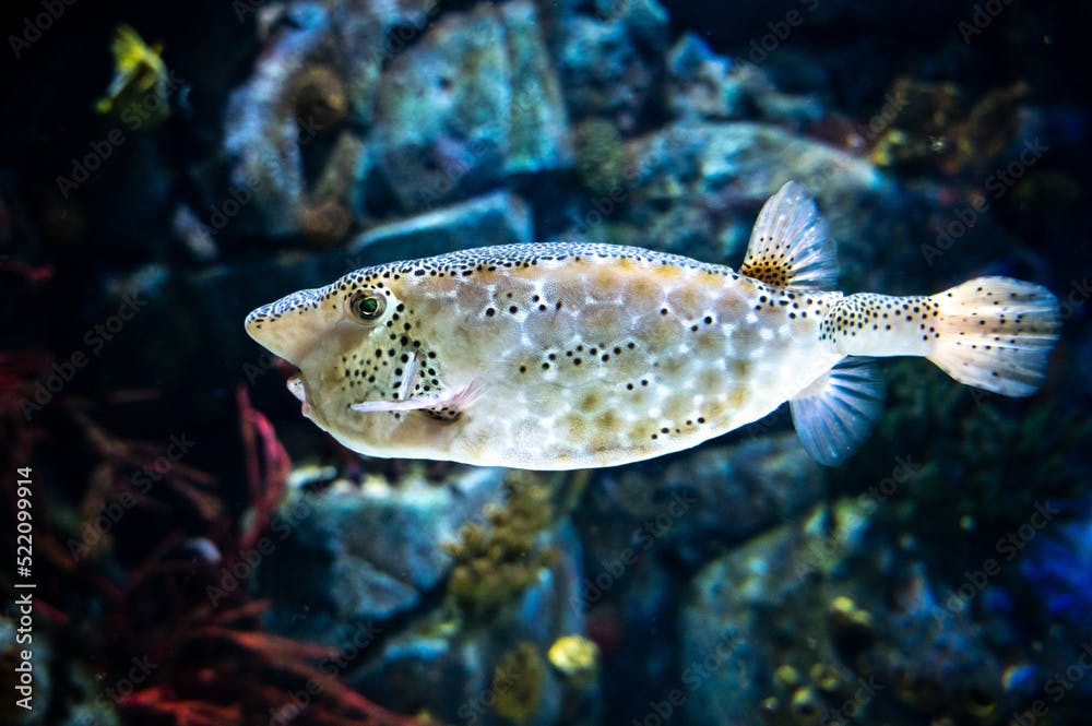 A Horn-nose Boxfish (Ostracion rhinorhynchos) swimming underwater