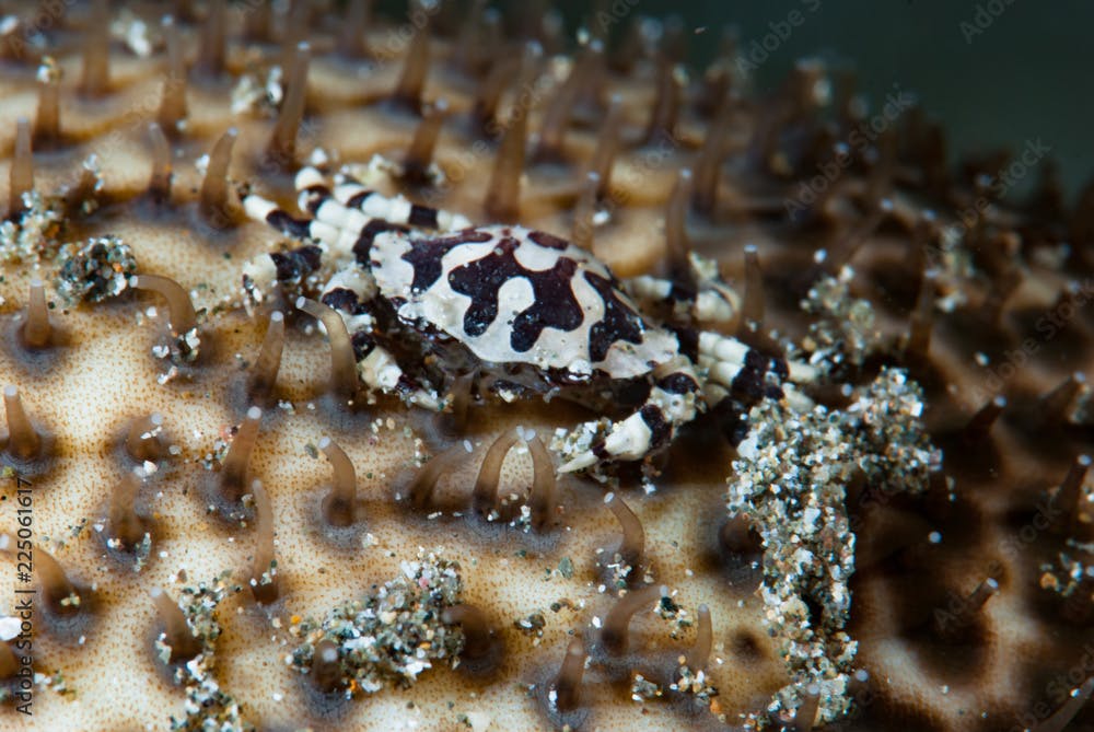 Sea cucumber crab Lissocarcinus orbicularis