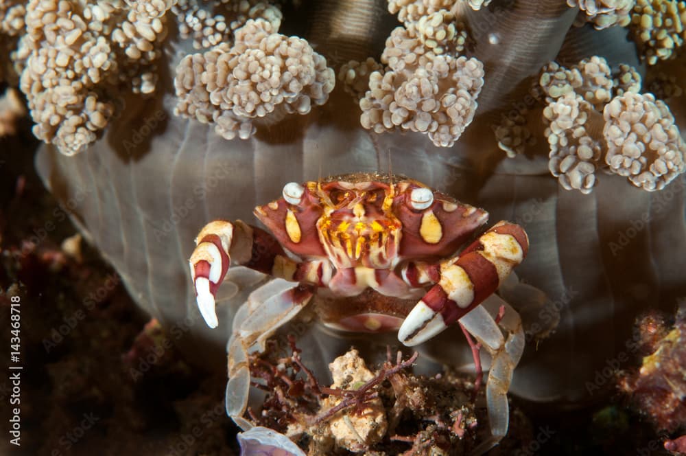 Coral crab, Lissocarcinus orbicularis, Flores Indonesia