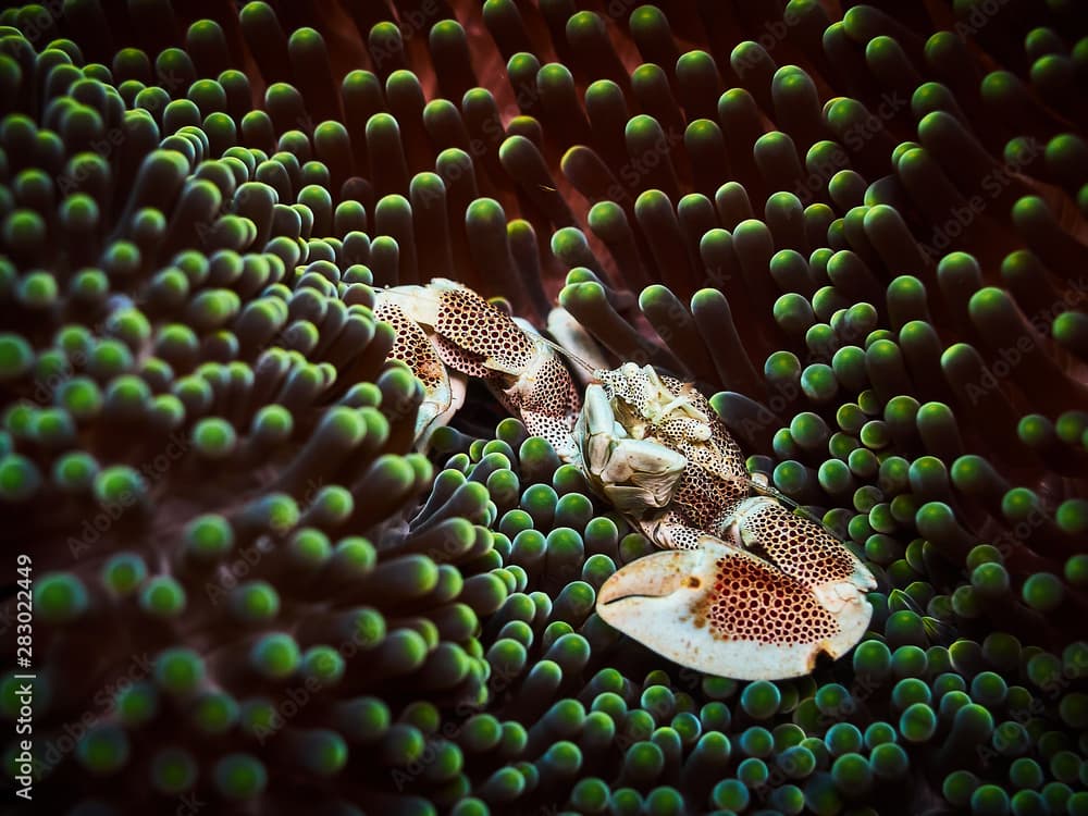 Porcelain crab in its anemone