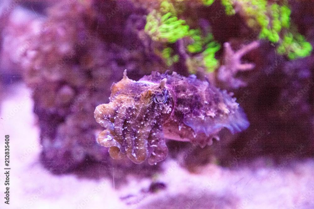 Dwarf cuttlefish Sepia bandensis