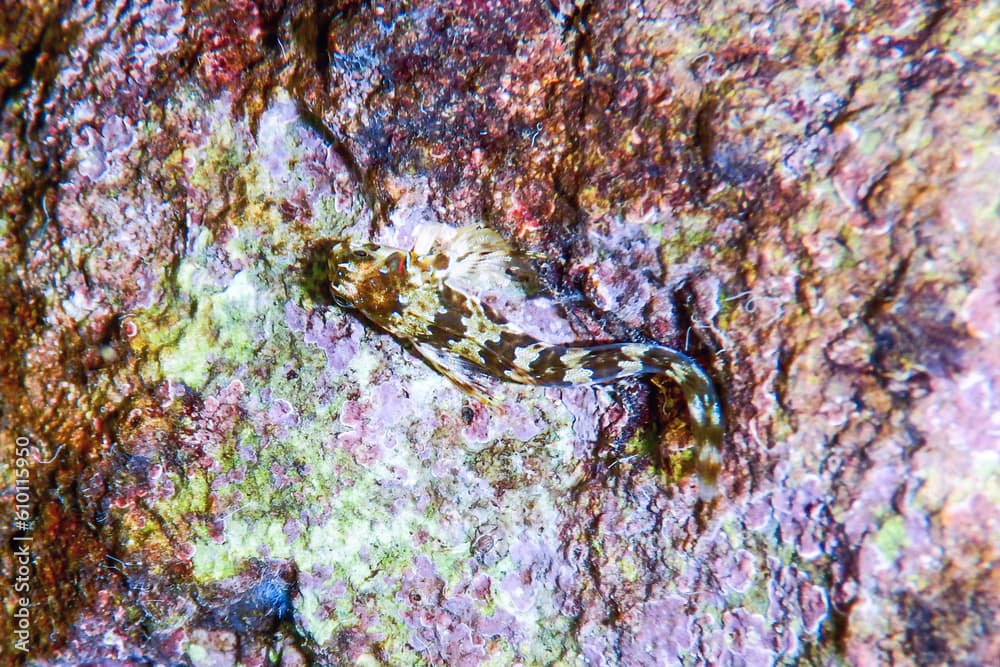 Cute Blenny fish, Close up