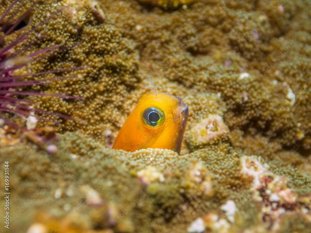 Midas blenny