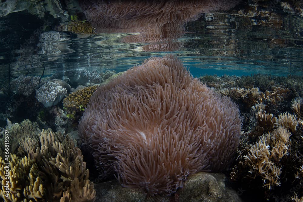 A Magnificent anemone, Heteractis magnifica, grows just under the low tide line in Raja Ampat. This area is known as the heart of the Coral Triangle due to its incredible marine biodiversity.