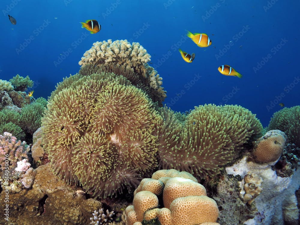 Red Sea anemonefishes Amphiprion bicinctus protecting their host, the Magnificent anemone Heteractis magnifica 
