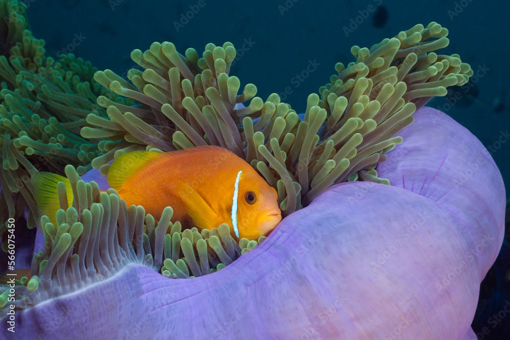 Maldives Anemonefish (Mmphiprion nigripes) in Magnificent anemone (Heteractis magnifica)