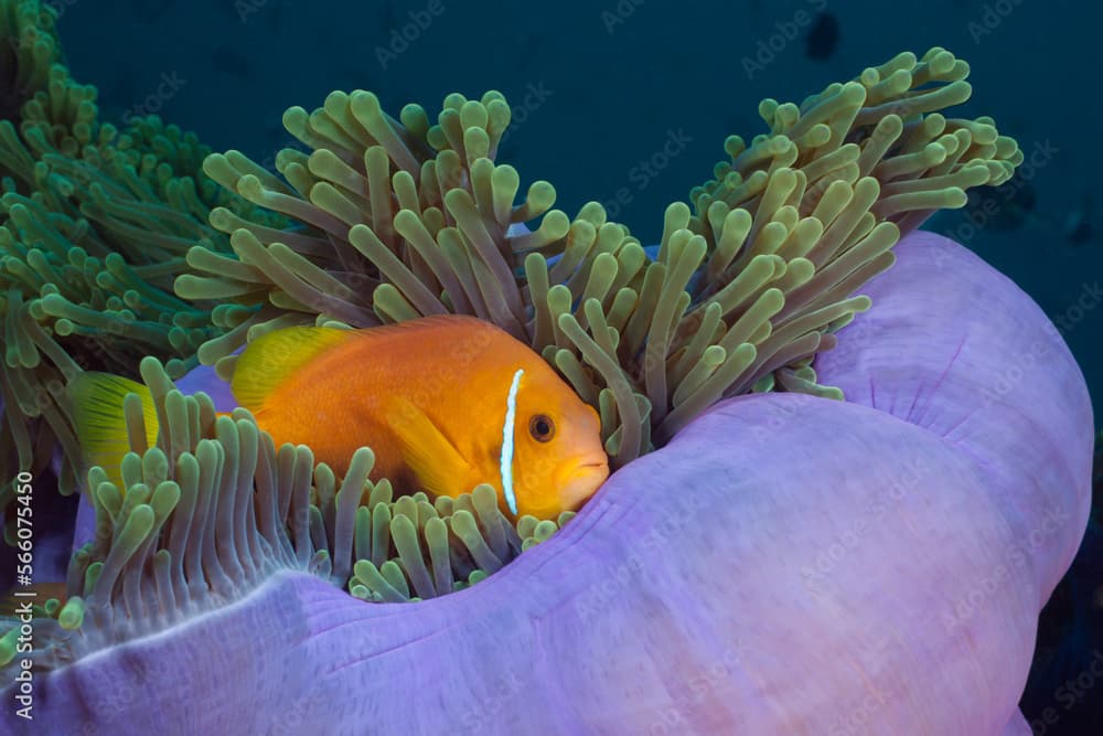 Maldives Anemonefish (Mmphiprion nigripes) in Magnificent anemone (Heteractis magnifica)