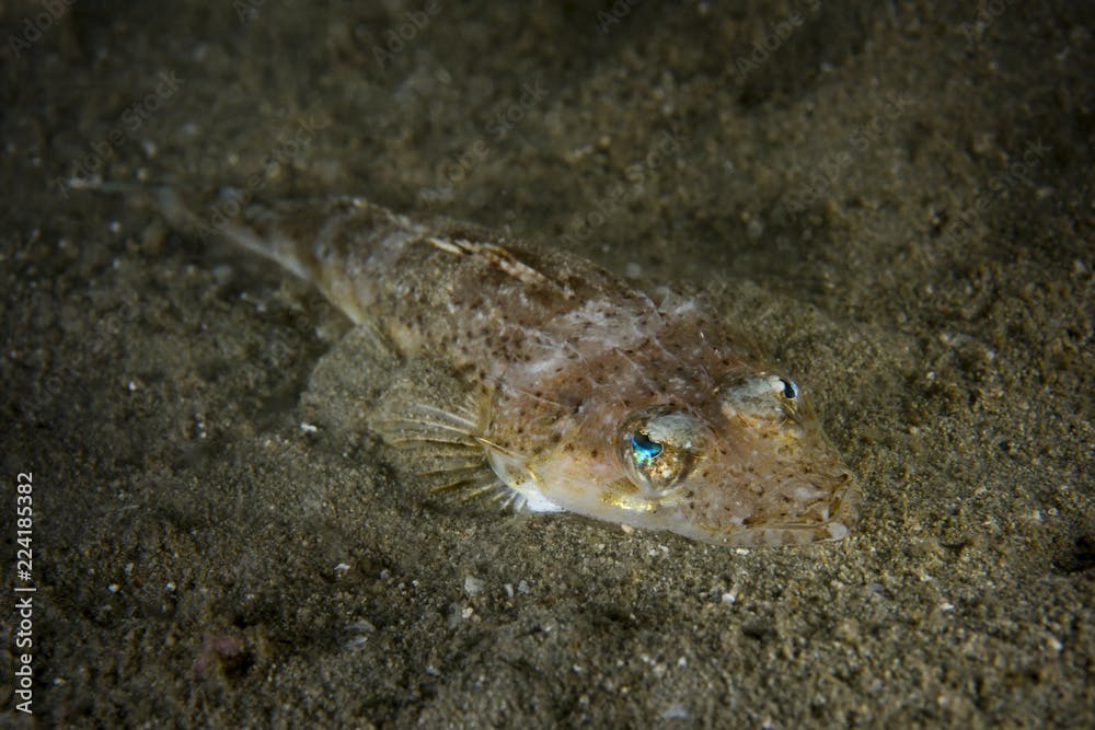 Celebes Flathead