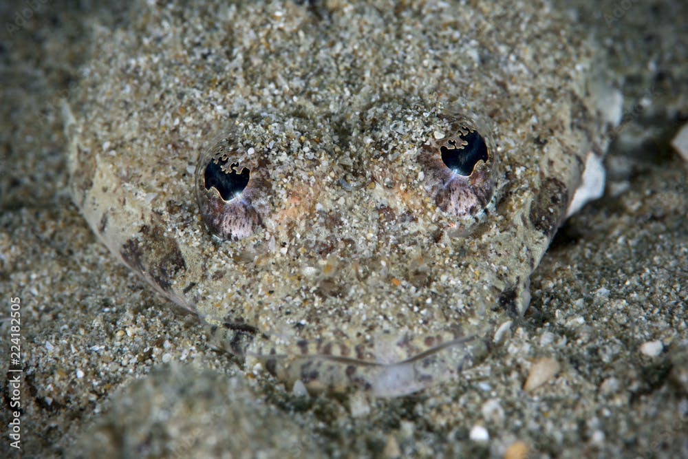 Celebes Flathead