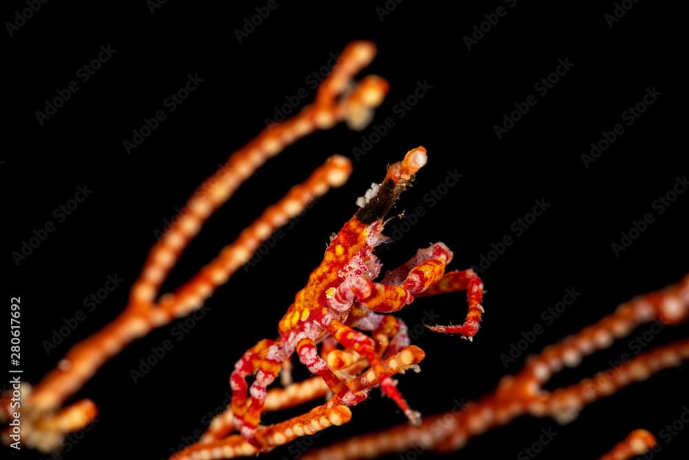 Conical crab, Xenocarcinus conicus, is a species of True Crab in the family Epialtidae