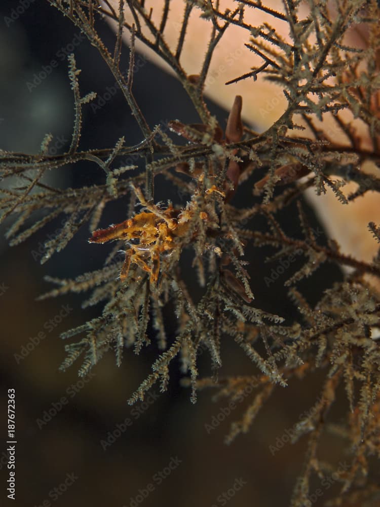 Conical spider crab (Xenocarcinus conicus)