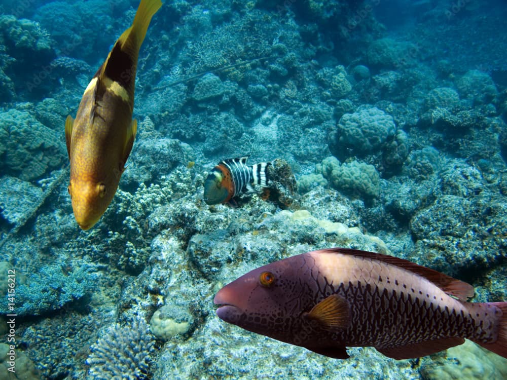 Wrassereef