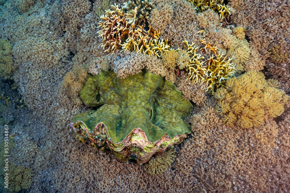 Giant clam, Tridacna gigas, surrounded by soft corals, Clavularia viridis, Raja Ampat Indonesia.