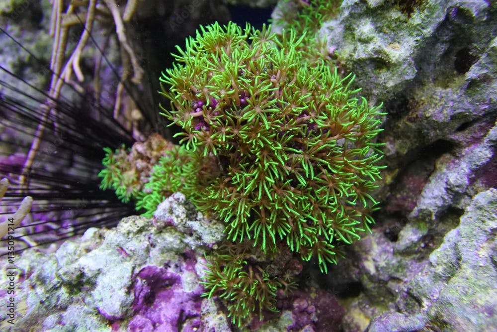 Clavularia viridis. Green coral. Like a bouquet of flowers.