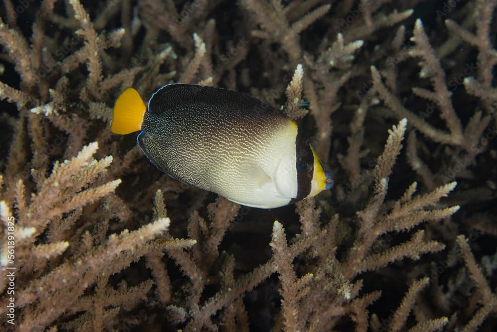 Vermiculated Angelfish in Raja Ampat