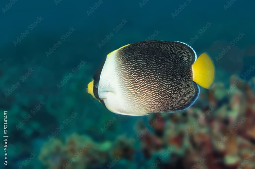 Singapore Angelfish (Chaetodontoplus mesoleucus), Palawan, Mimaropa, Sulu lake, Pacific Ocean, Philippines, Asia