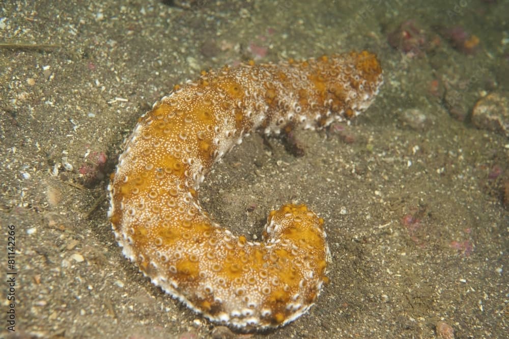 トラフナマコ-Holothuria pervicax