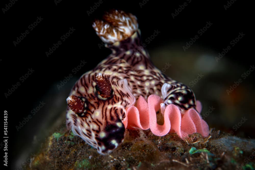 Nudibranch (sea slug) - Jorunna rubescens laying eggs. Underwater macro world of Tulamben, Bali, Indonesia.