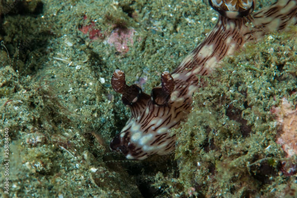 Jorunna rubescens Nudibranch