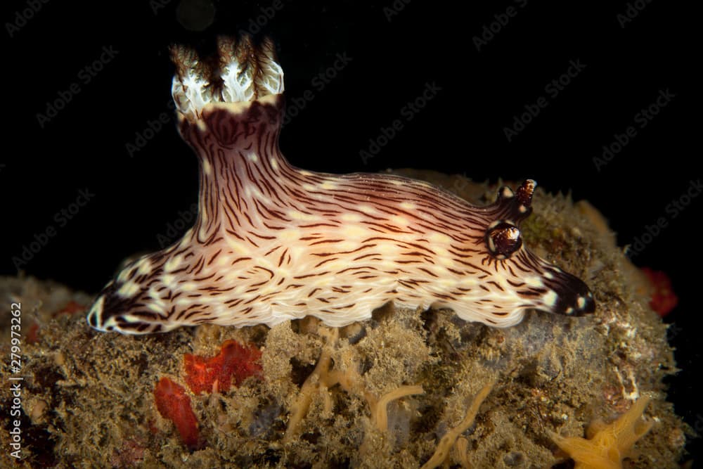 Red-lined Jorunna, Jorunna rubescens