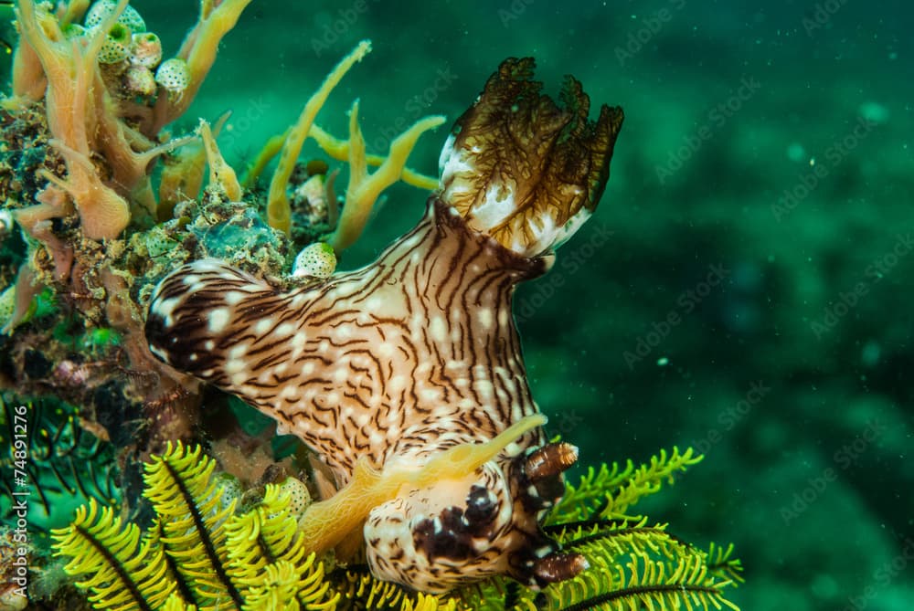 Nudibranch in Ambon, Maluku, Indonesia underwater