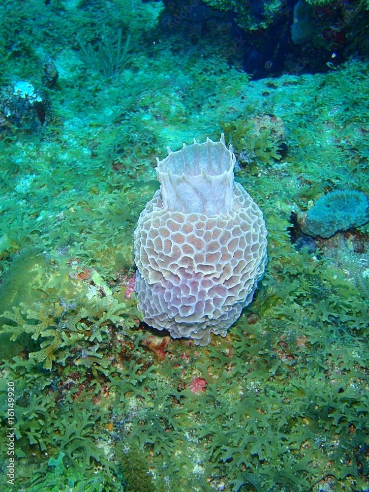 Eponge vase bleu fluo (Callyspongia plicifera)