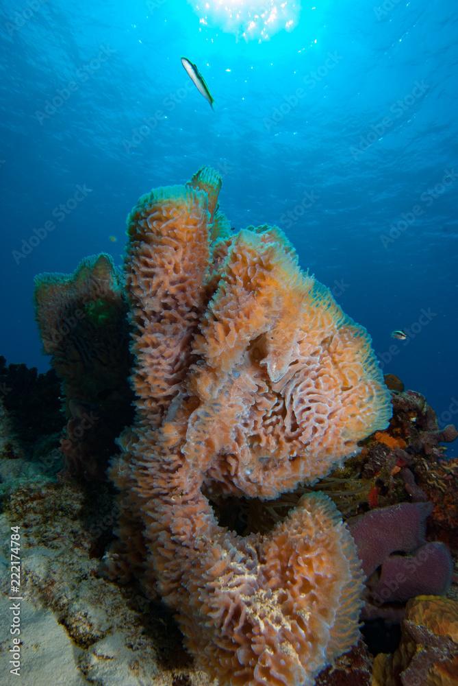 Azure Vase Sponge Callyspongia plicifera