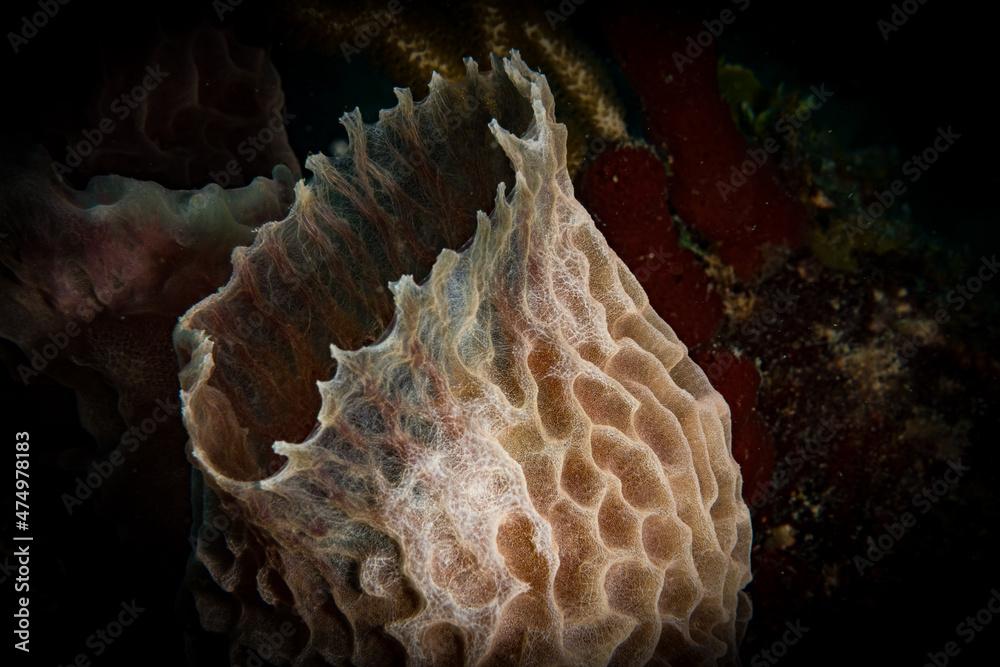 The beauty of an azure vase sponge (Callyspongia plicifera) on the reef off the Dutch Caribbean island of Sint Maarten