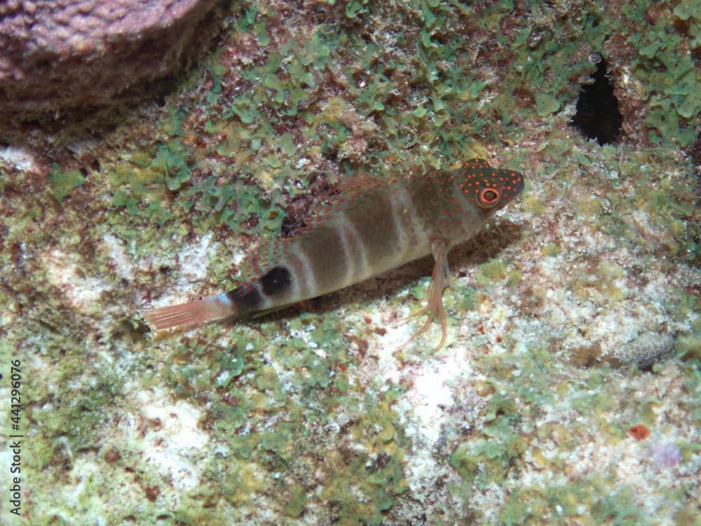 Redspotted Hawkfish on the Reef