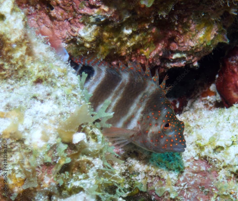 Redspotted Hawkfish on the Reef