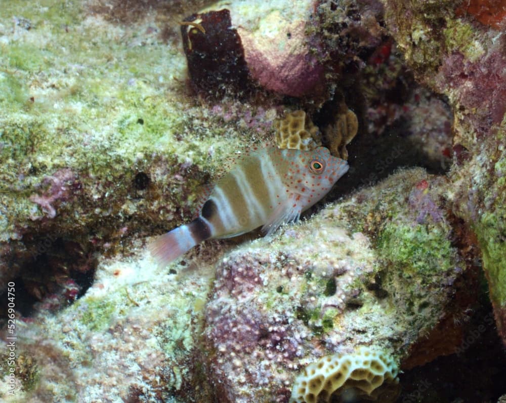 Redspotted Hawkfish on the reef